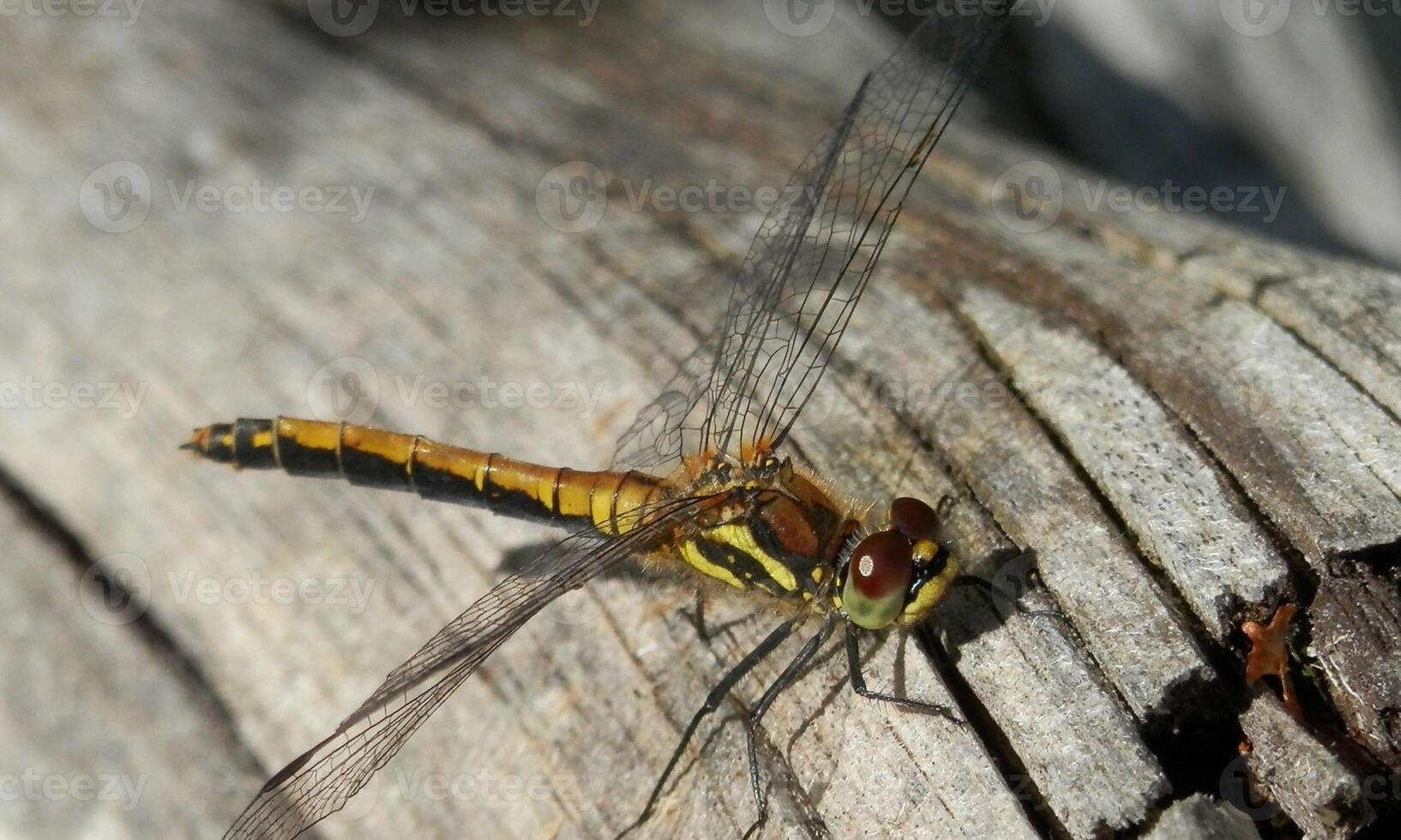 Very detailed macro photo of a dragonfly. Macro shot, showing details of the dragonfly's eyes and wings. Beautiful dragonfly in natural habitat