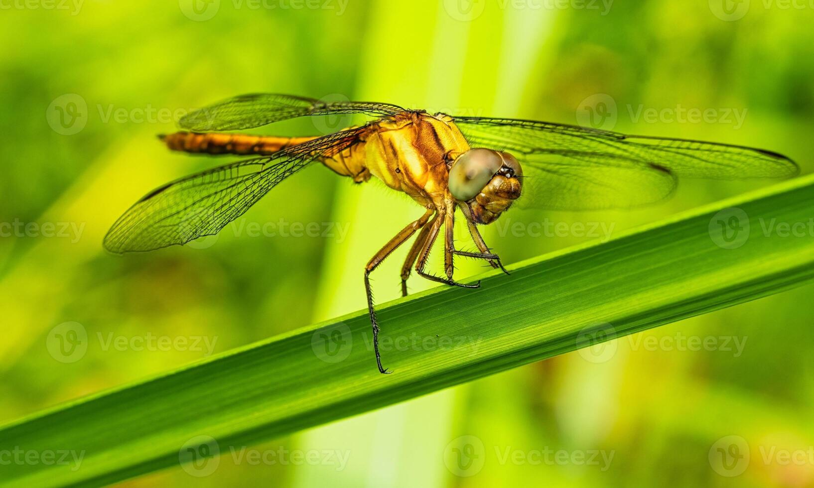 Very detailed macro photo of a dragonfly. Macro shot, showing details of the dragonfly's eyes and wings. Beautiful dragonfly in natural habitat