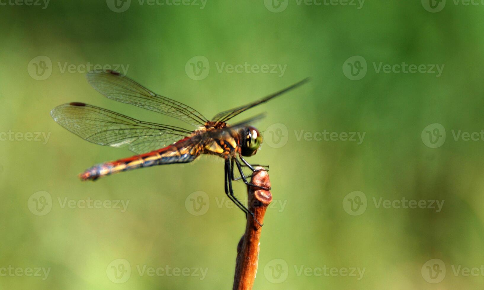 Very detailed macro photo of a dragonfly. Macro shot, showing details of the dragonfly's eyes and wings. Beautiful dragonfly in natural habitat