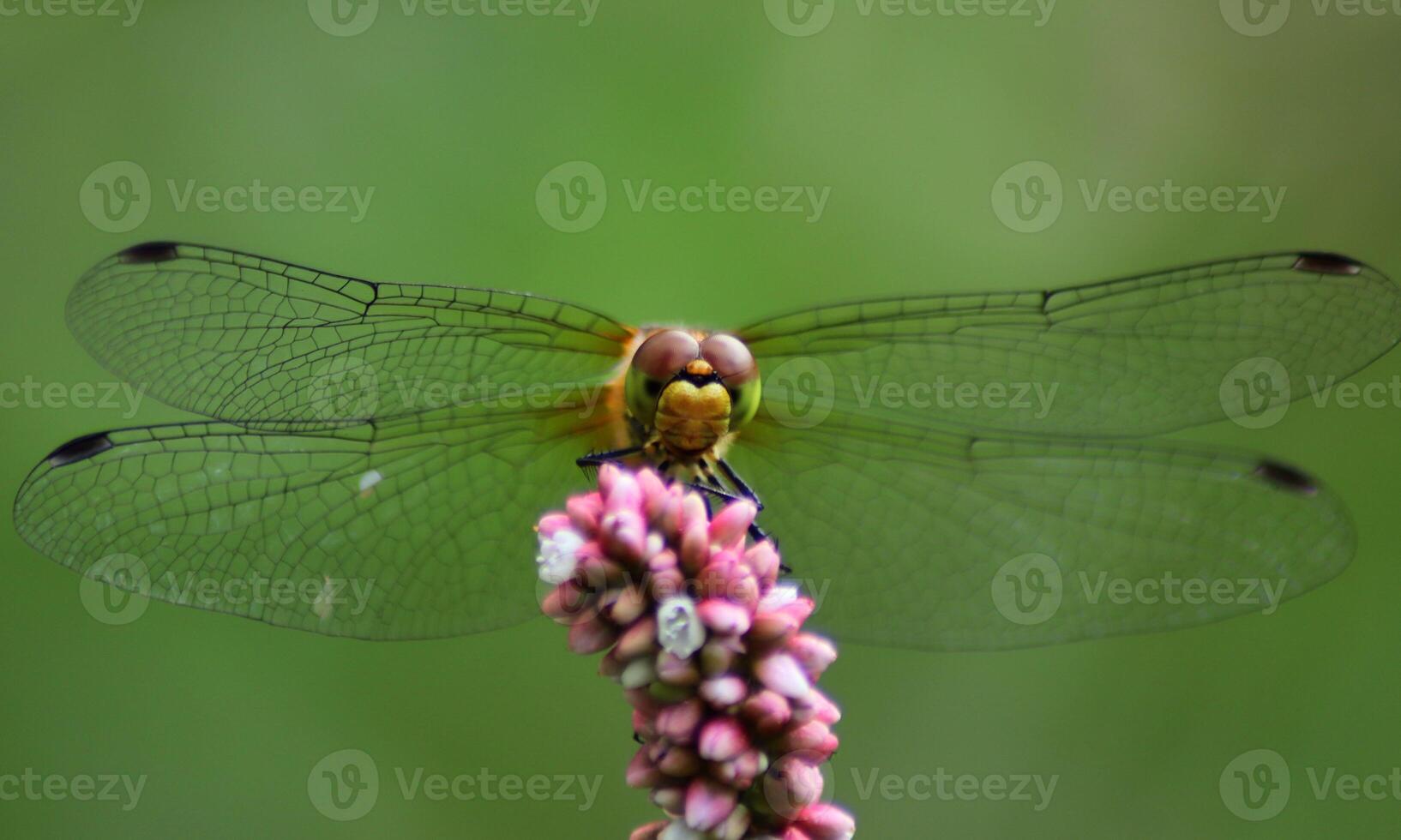 Very detailed macro photo of a dragonfly. Macro shot, showing details of the dragonfly's eyes and wings. Beautiful dragonfly in natural habitat