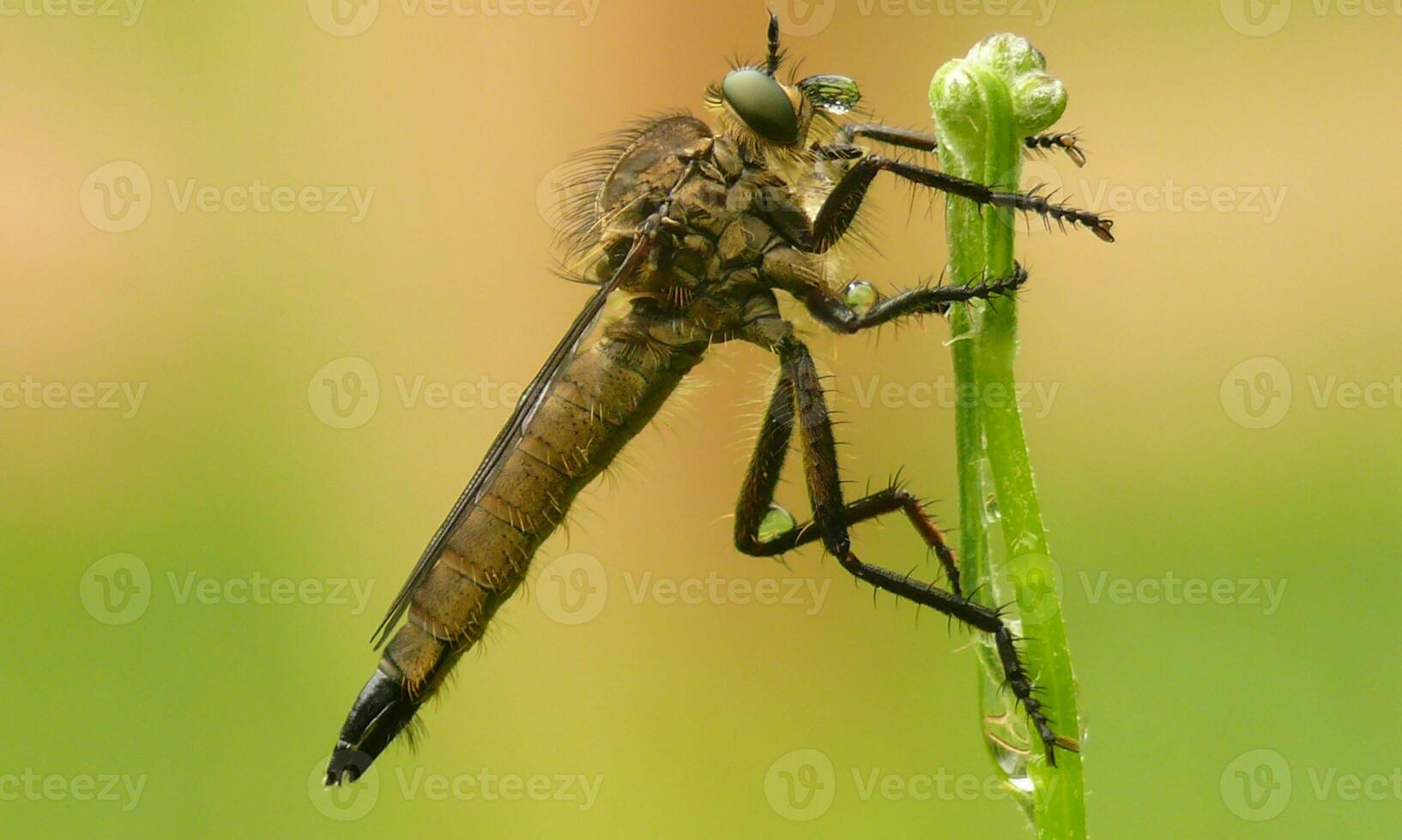 Very detailed macro photo of a dragonfly. Macro shot, showing details of the dragonfly's eyes and wings. Beautiful dragonfly in natural habitat