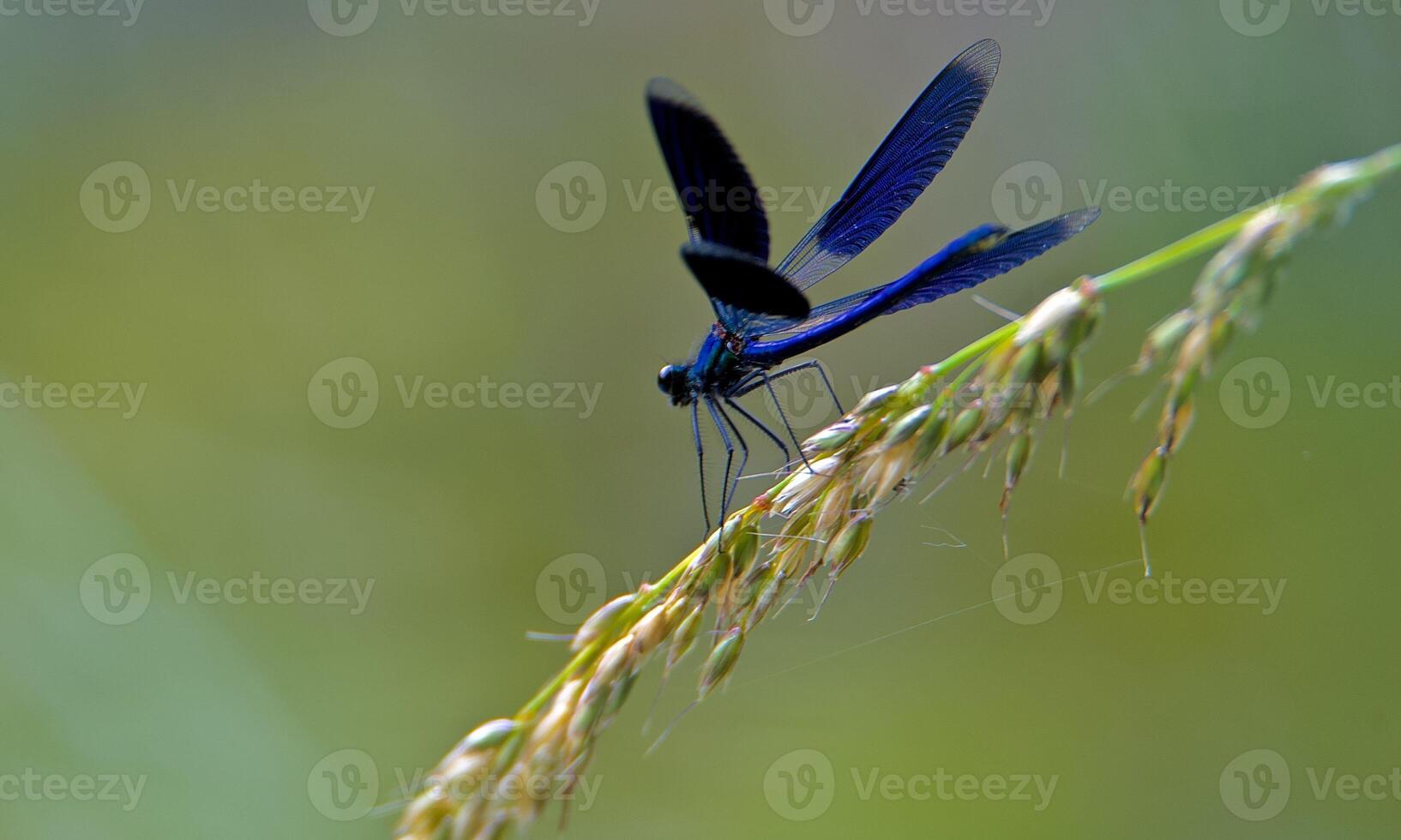 Very detailed macro photo of a dragonfly. Macro shot, showing details of the dragonfly's eyes and wings. Beautiful dragonfly in natural habitat