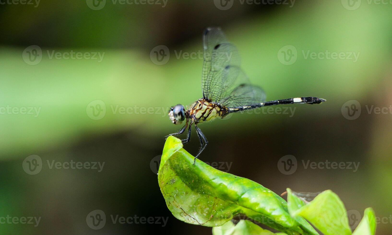 Very detailed macro photo of a dragonfly. Macro shot, showing details of the dragonfly's eyes and wings. Beautiful dragonfly in natural habitat