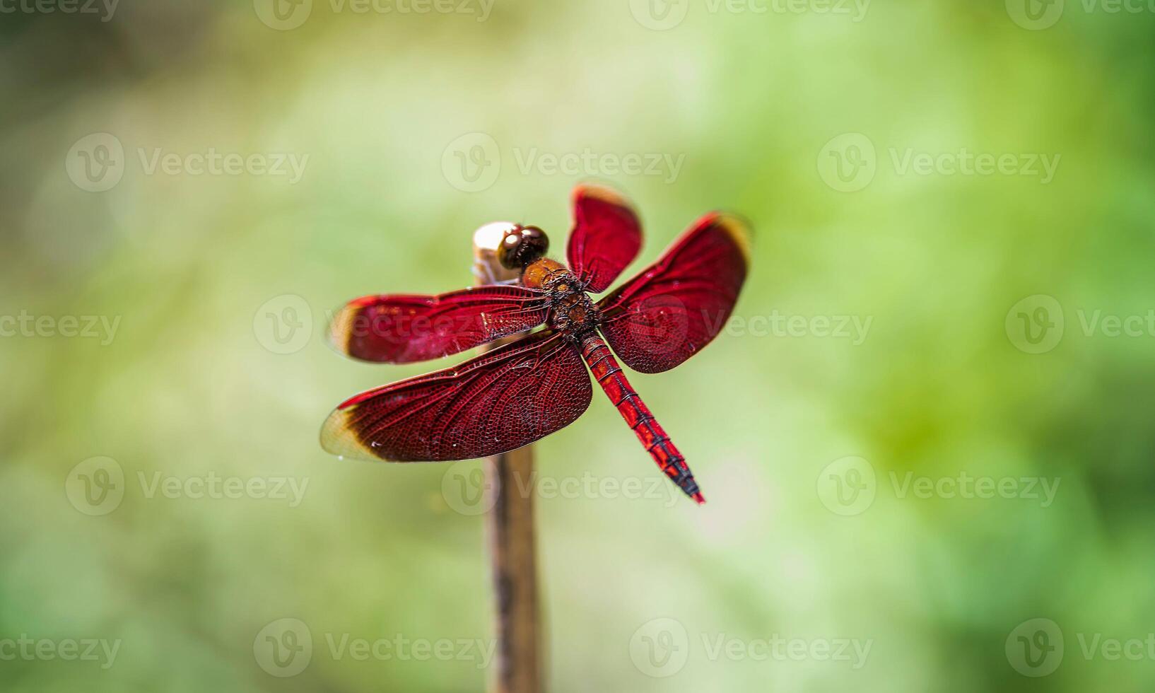 Very detailed macro photo of a dragonfly. Macro shot, showing details of the dragonfly's eyes and wings. Beautiful dragonfly in natural habitat