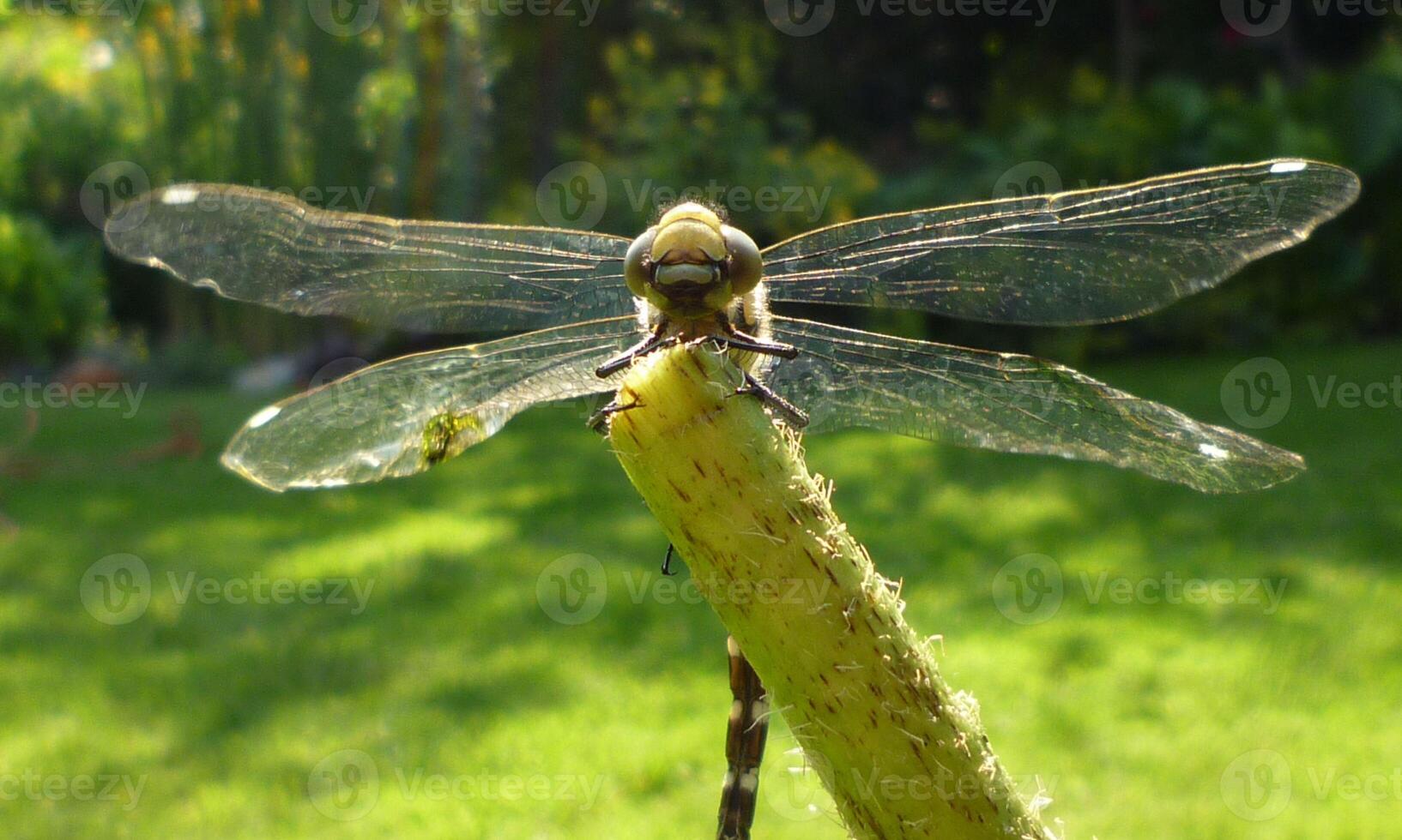 Very detailed macro photo of a dragonfly. Macro shot, showing details of the dragonfly's eyes and wings. Beautiful dragonfly in natural habitat