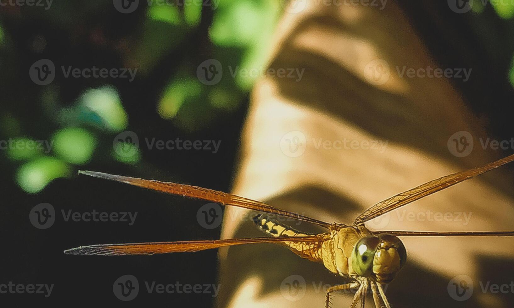 Very detailed macro photo of a dragonfly. Macro shot, showing details of the dragonfly's eyes and wings. Beautiful dragonfly in natural habitat