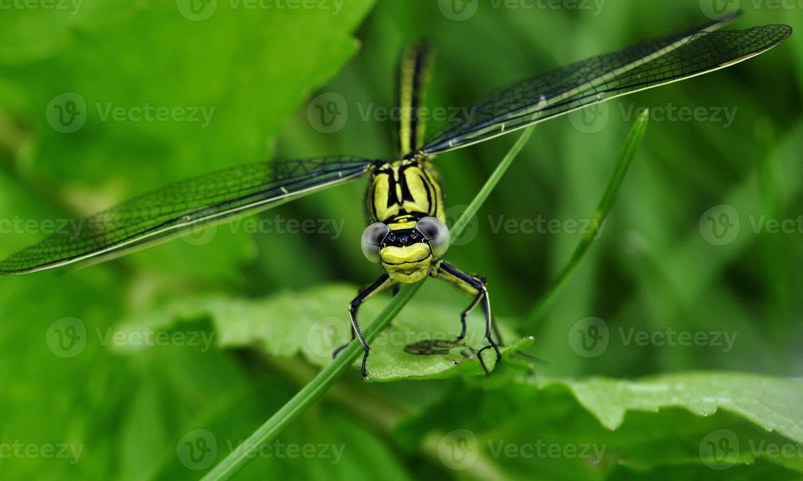 Very detailed macro photo of a dragonfly. Macro shot, showing details of the dragonfly's eyes and wings. Beautiful dragonfly in natural habitat