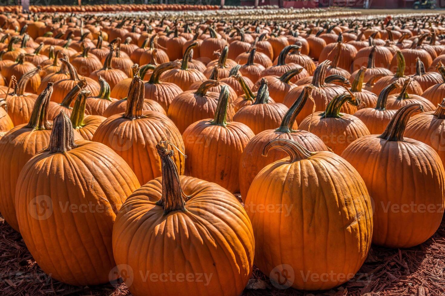 un montón de calabazas a un granja foto