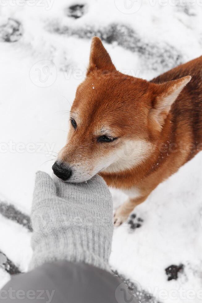 shiba inu perro olfatea un guante en invierno. hermosa rojo shiba inu perro foto