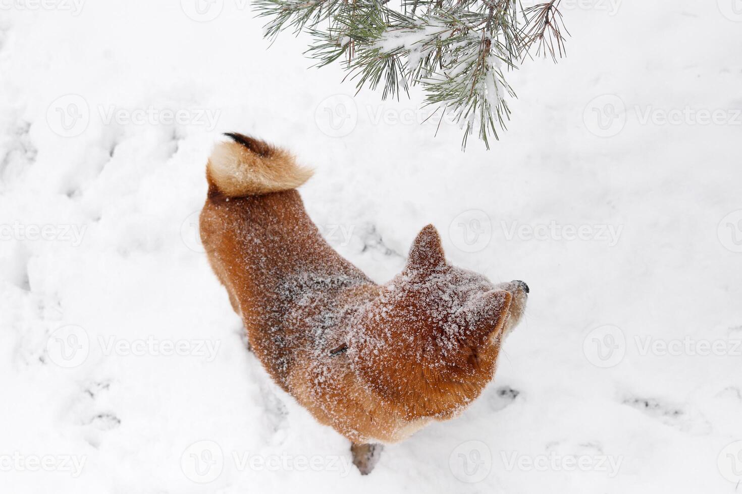 Shiba Inu dog in the snow, walking in a snowy park. Beautiful red dog photo