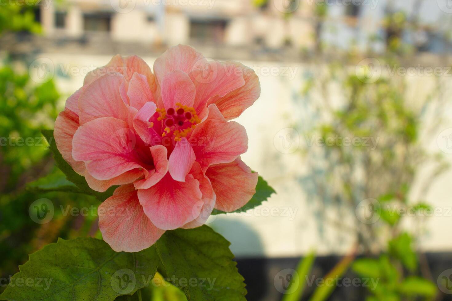Hibiscus rosa-sinensis, Shoeblackplant, pink Tropical hibiscus photo