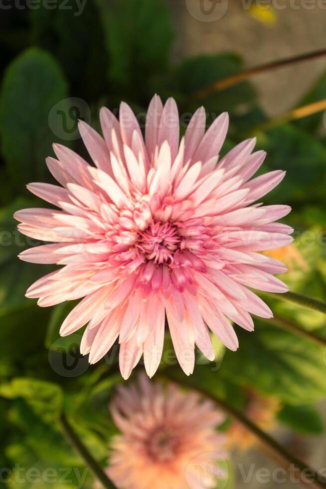 Gerbera jamesonii belonging to the family Compositae is an ornamental plant photo