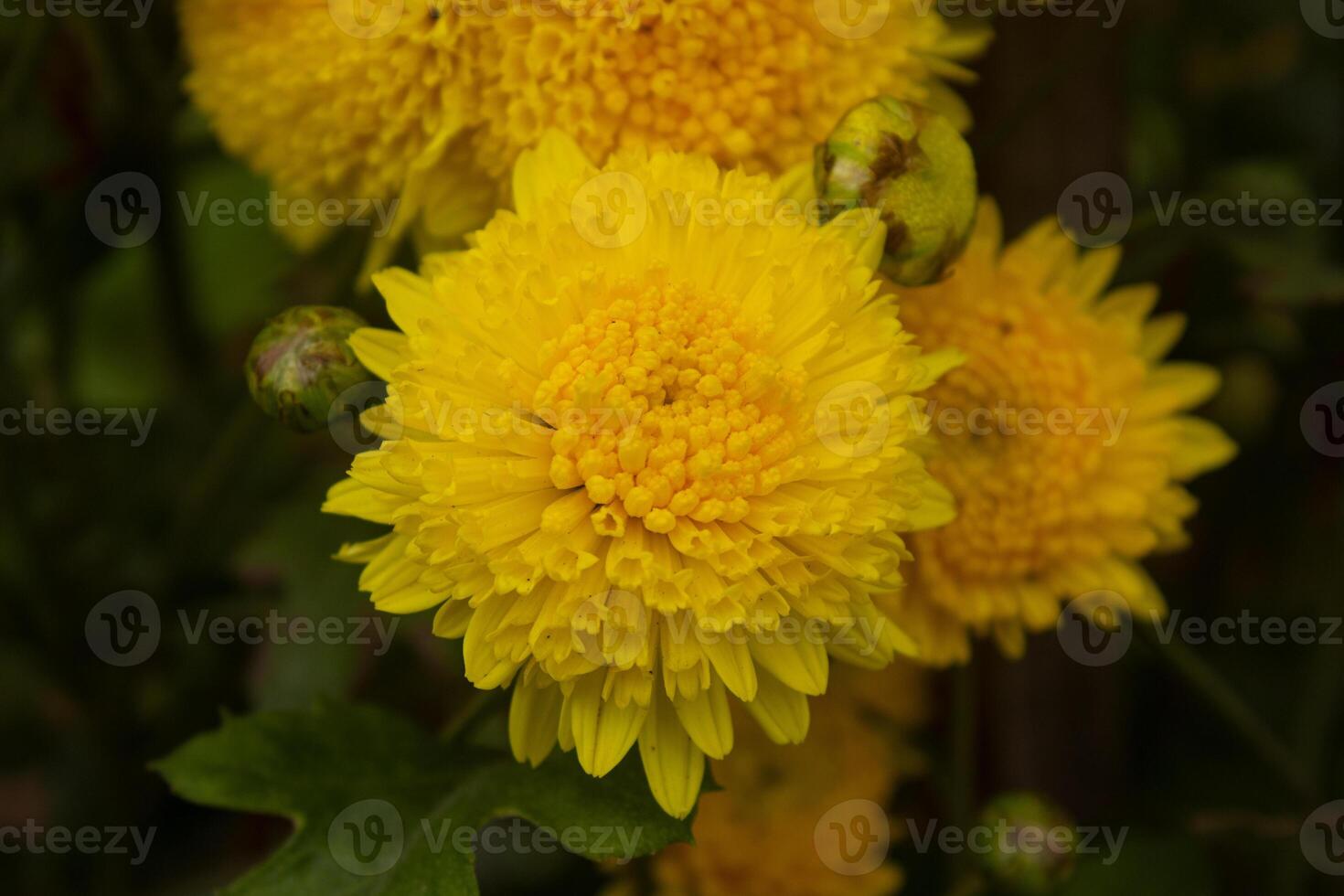 Bunch of Beauty Small Yellow Chrysanthemum closeup on Green Cracked Wooden background photo