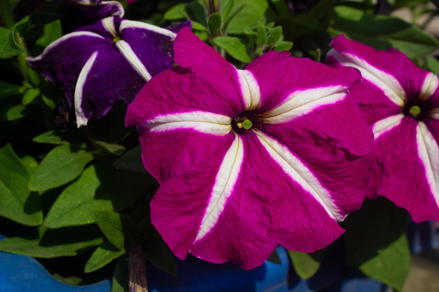 colorful petunia flowers in a garden on a green background photo