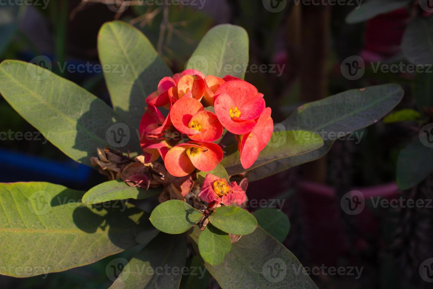 Crown of Thorns, Christ Thorn flower with leaves. Scientific name Euphorbia milii Des Moul photo