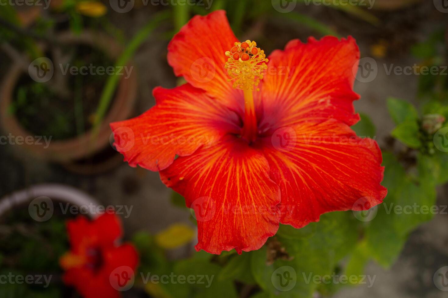 Red hibiscus flower on a green background. In the tropical garden photo