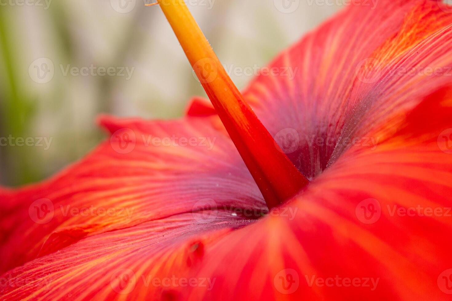 rojo hibisco flor de cerca en verde borroso antecedentes foto