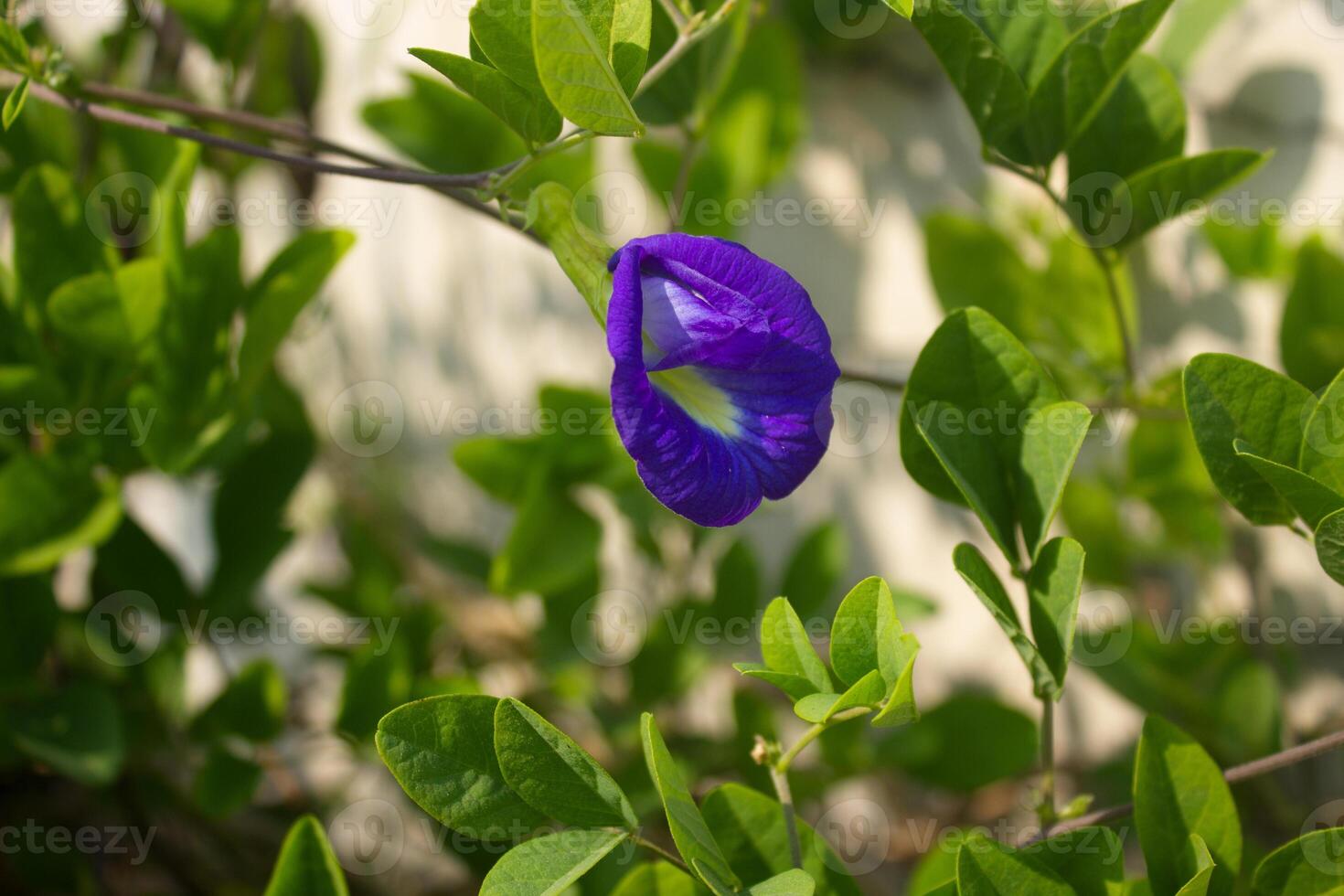 Exquisite Purple Blooms. Captivating Beauty of Stunning Flowers photo