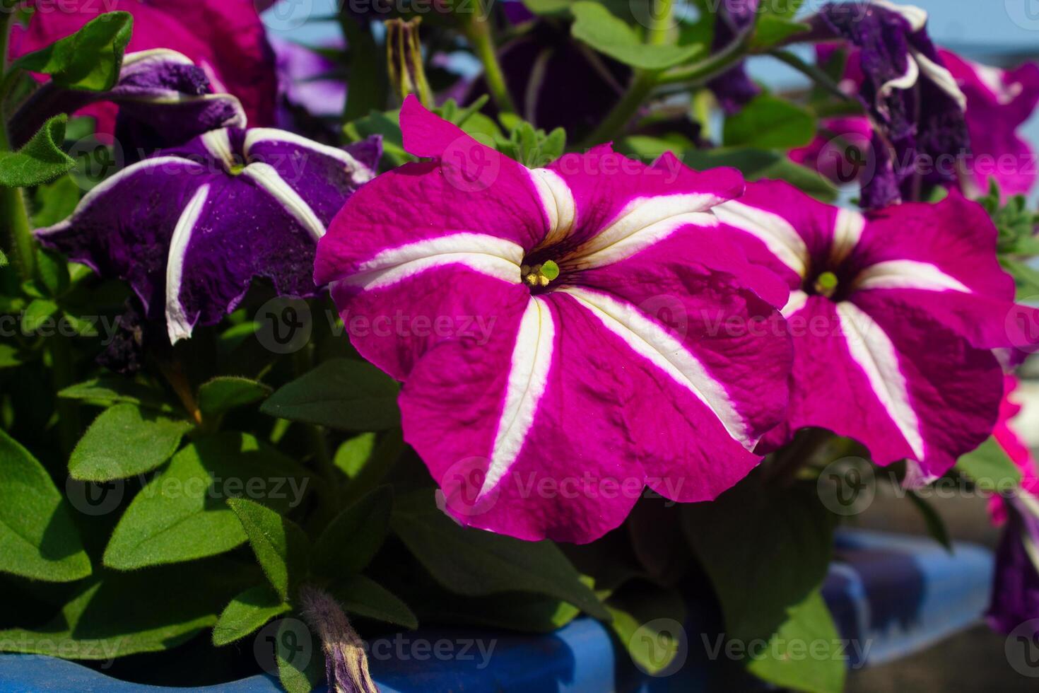 Purple petunia flower on green leaves background photo