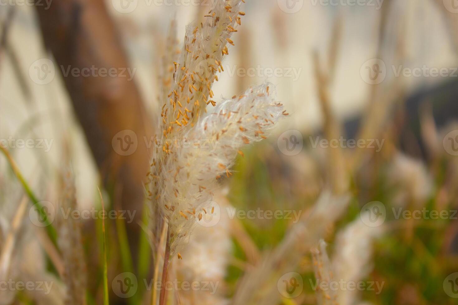 Wild sugarcane. the Indian Subcontinent. It is a perennial grass photo