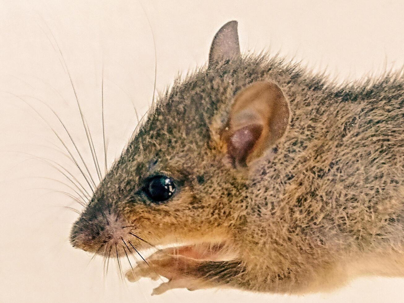 a small brown mouse with long ears photo