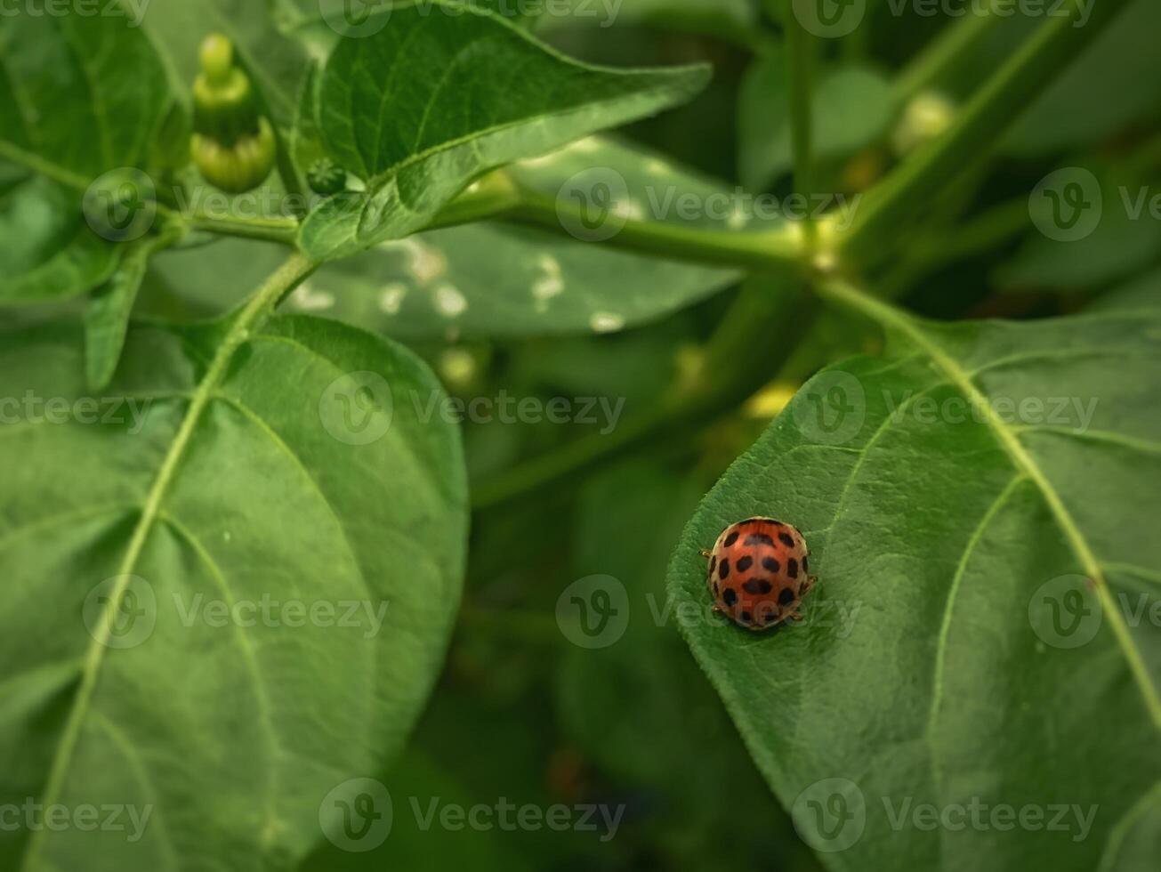 a ladybug on a leaf photo