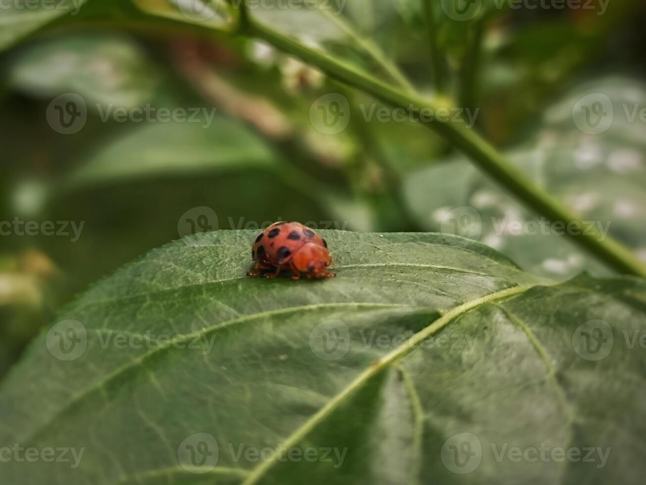 a ladybug on a leaf photo