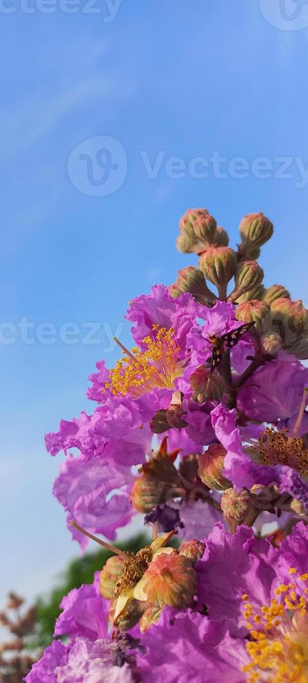 purple flowers on the side road photo