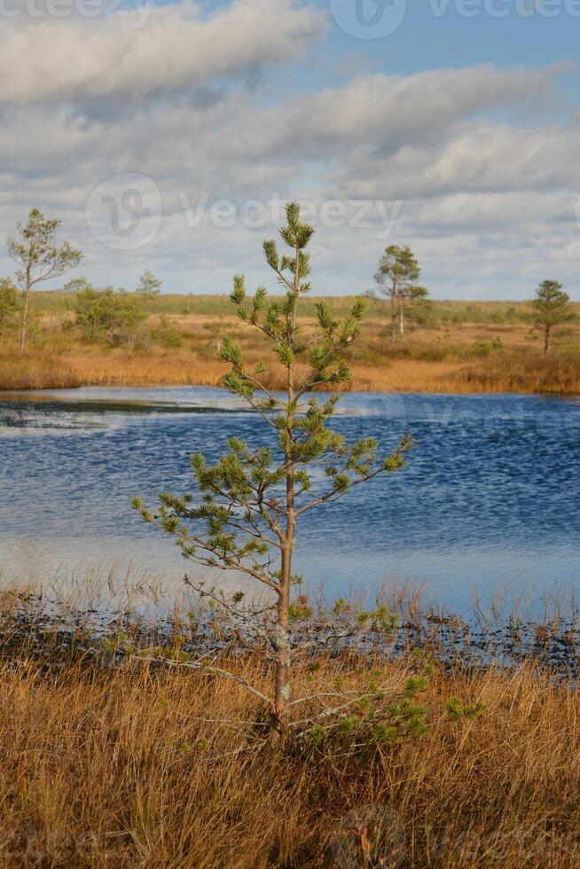 abeto y lagos en el pantano en el yelninsky naturaleza reservar, bielorrusia, otoño. ecosistemas ambiental problemas clima cambio foto