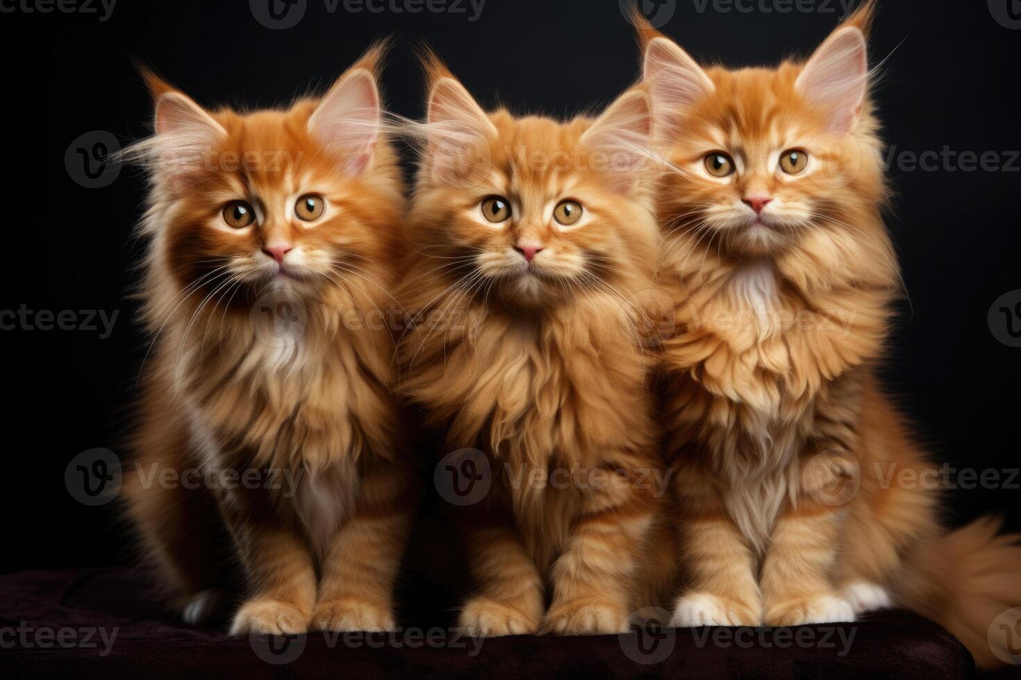 AI generated Three friendly red-haired kittens on a black background. The concept of animal nutrition photo