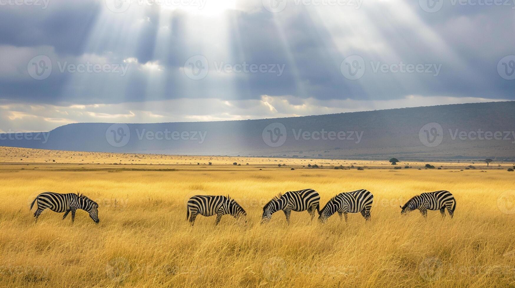 AI generated serene landscape where a group of zebras graze peacefully amidst tall, golden grasses Ai generated photo