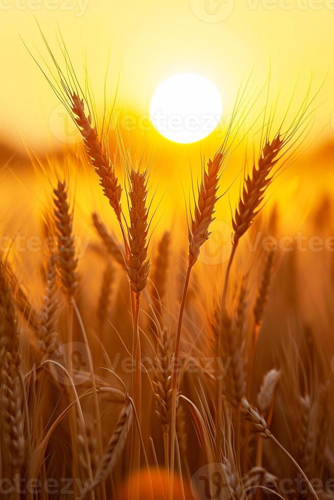 AI generated image captures peaceful scene of wheat field at sunrise. The sun is visible, appearing as bright, golden orb amidst the wheat stalks. Ai Generated photo