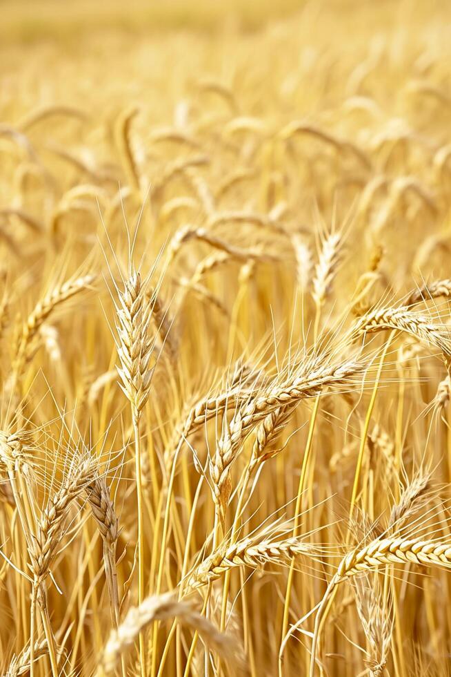 AI generated Photo golden field wheat indicating it is ripe and ready for harvest. Individual wheat stalks and grains are visible, showing detail and texture. Ai Generated