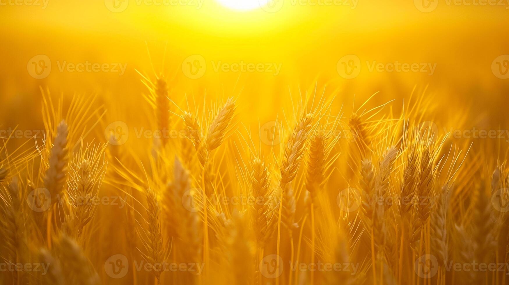 ai generado sereno imagen capturas pacífico escena de trigo campo a amanecer. el Dom es visible, apareciendo como brillante, dorado orbe en medio de el trigo tallos ai generado foto