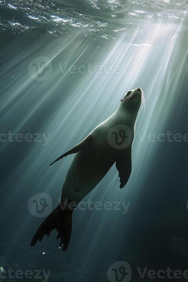 ai generado mar león nadando submarino, iluminado por vigas de luz de sol perforación mediante el superficie ai generado foto