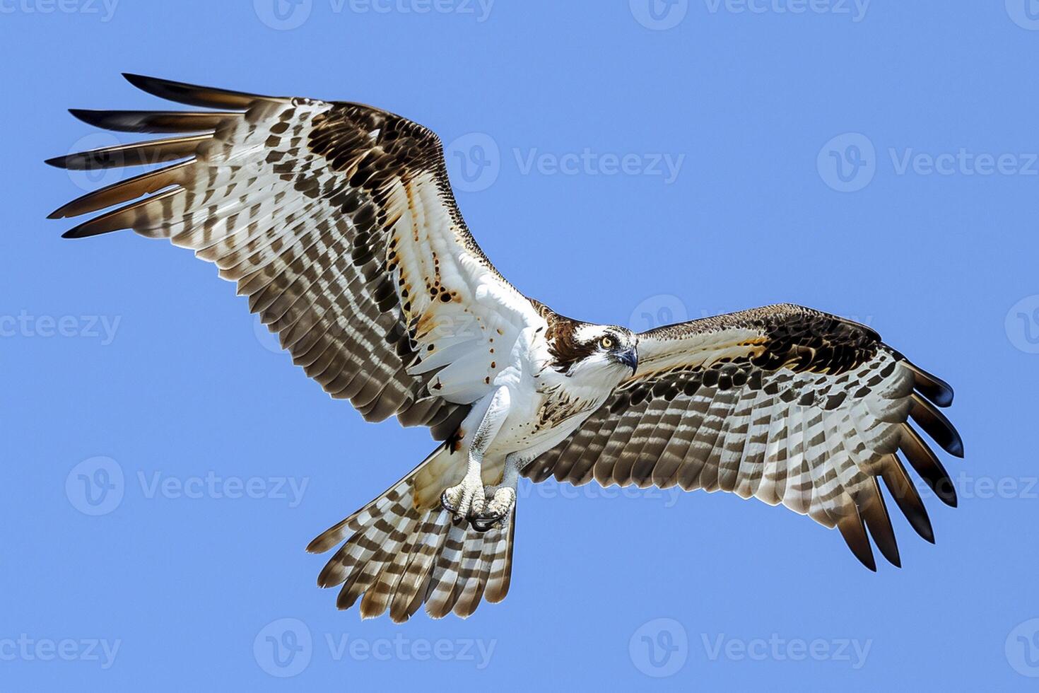 AI generated osprey in mid-flight, with its wings spread wide against a clear blue sky Ai generated photo