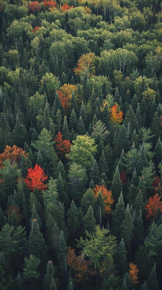 ai generado imagen capturas denso bosque, el arboles son verde, antes de el pico de caer. ai generado foto