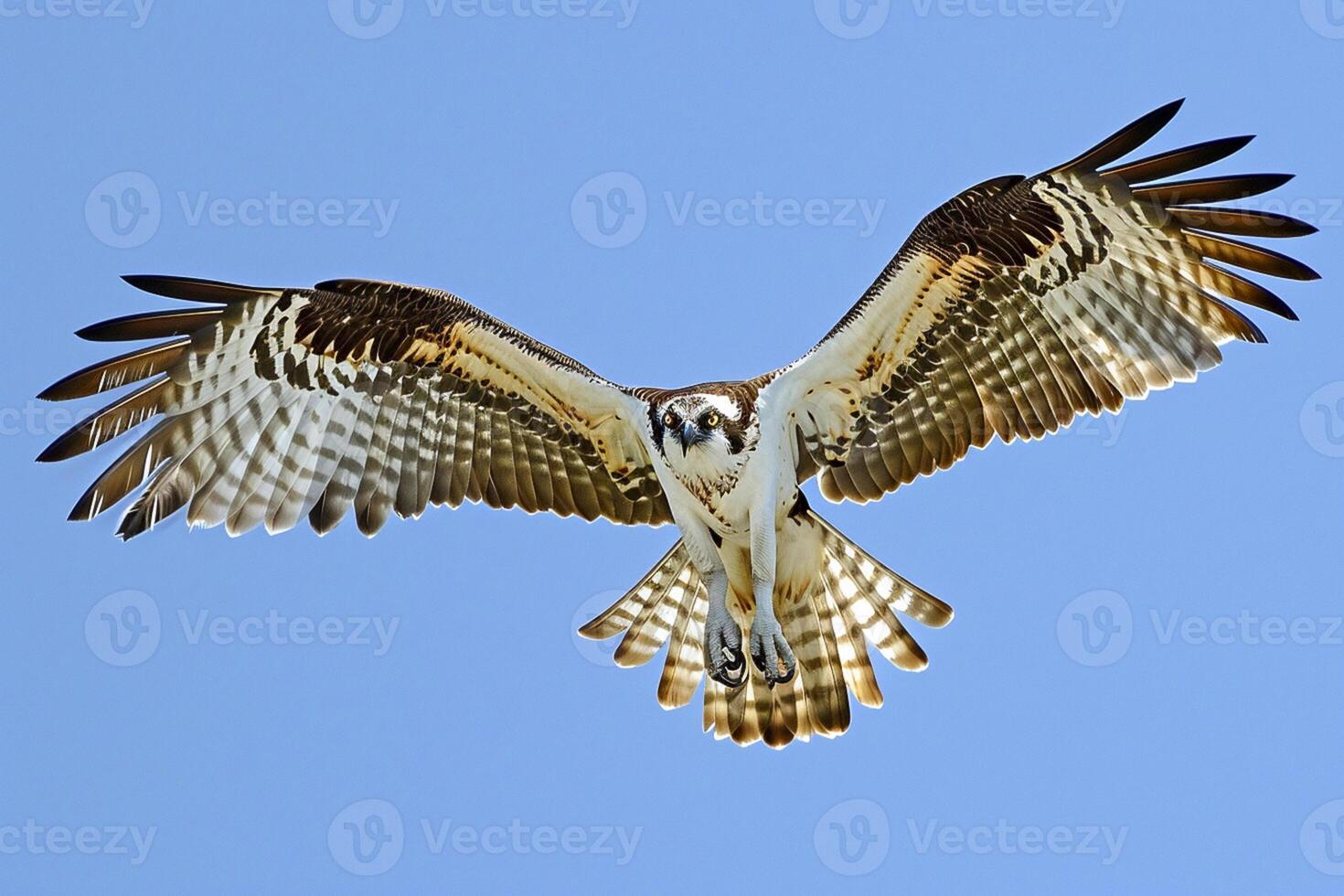 AI generated osprey in mid-flight, with its wings spread wide against a clear blue sky Ai generated photo