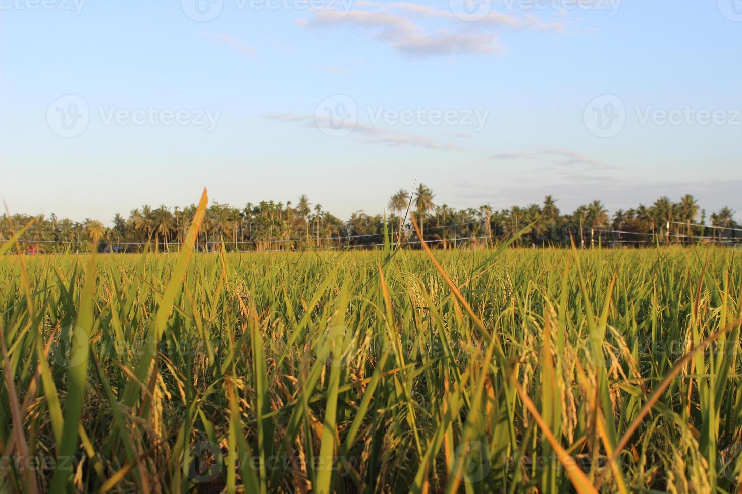 Rice plants and blue sky. Close-up view of rice leaves in rice field photo