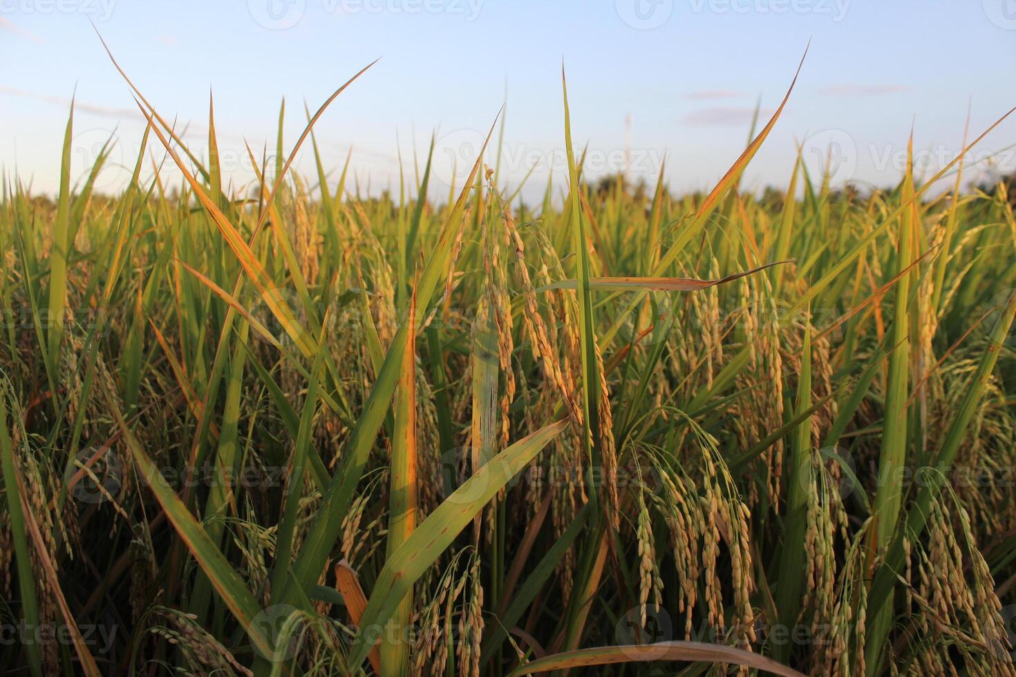 Rice plants and blue sky. Close-up view of rice leaves in rice field photo