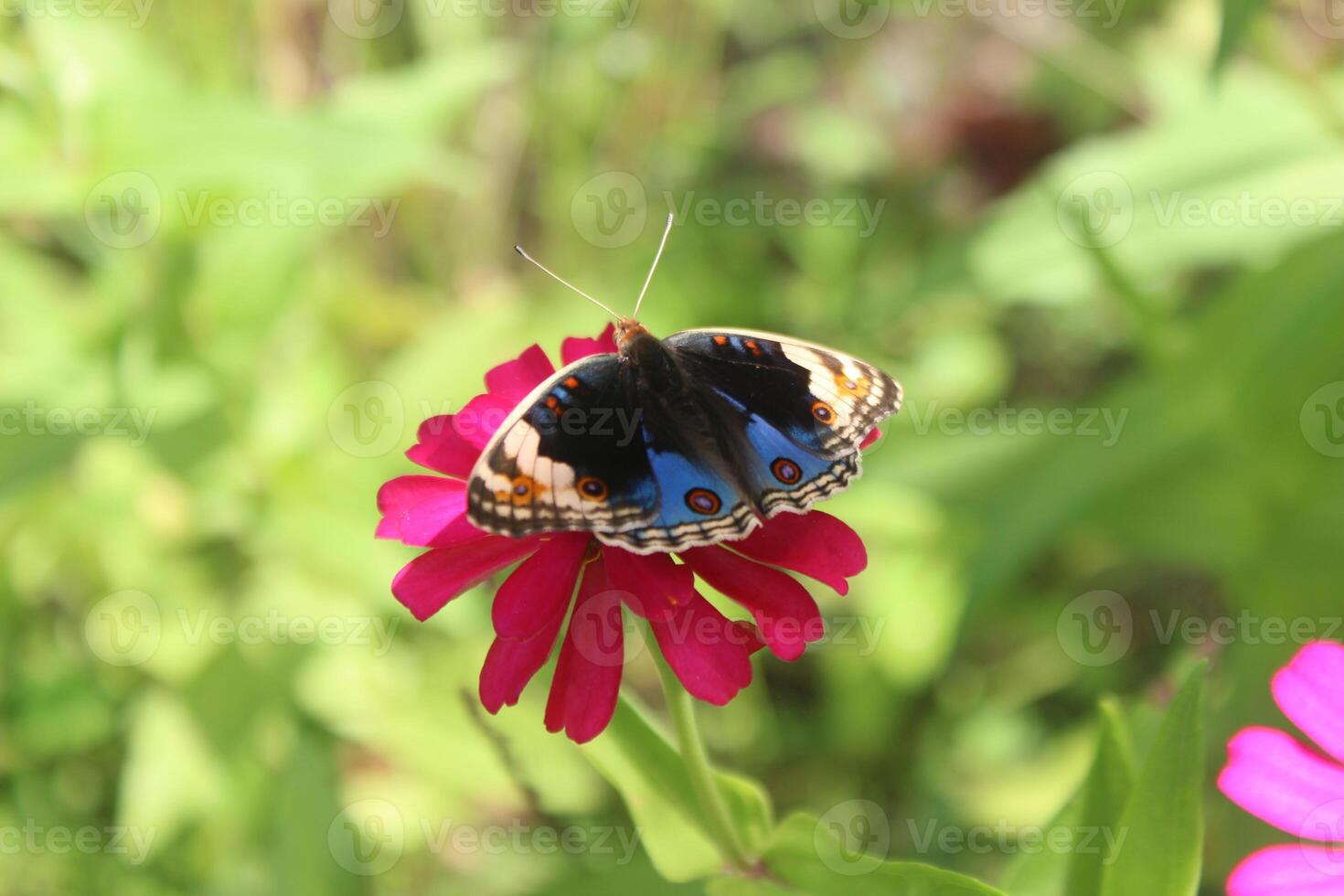 butterfly, sucking honey on a flowering plant photo