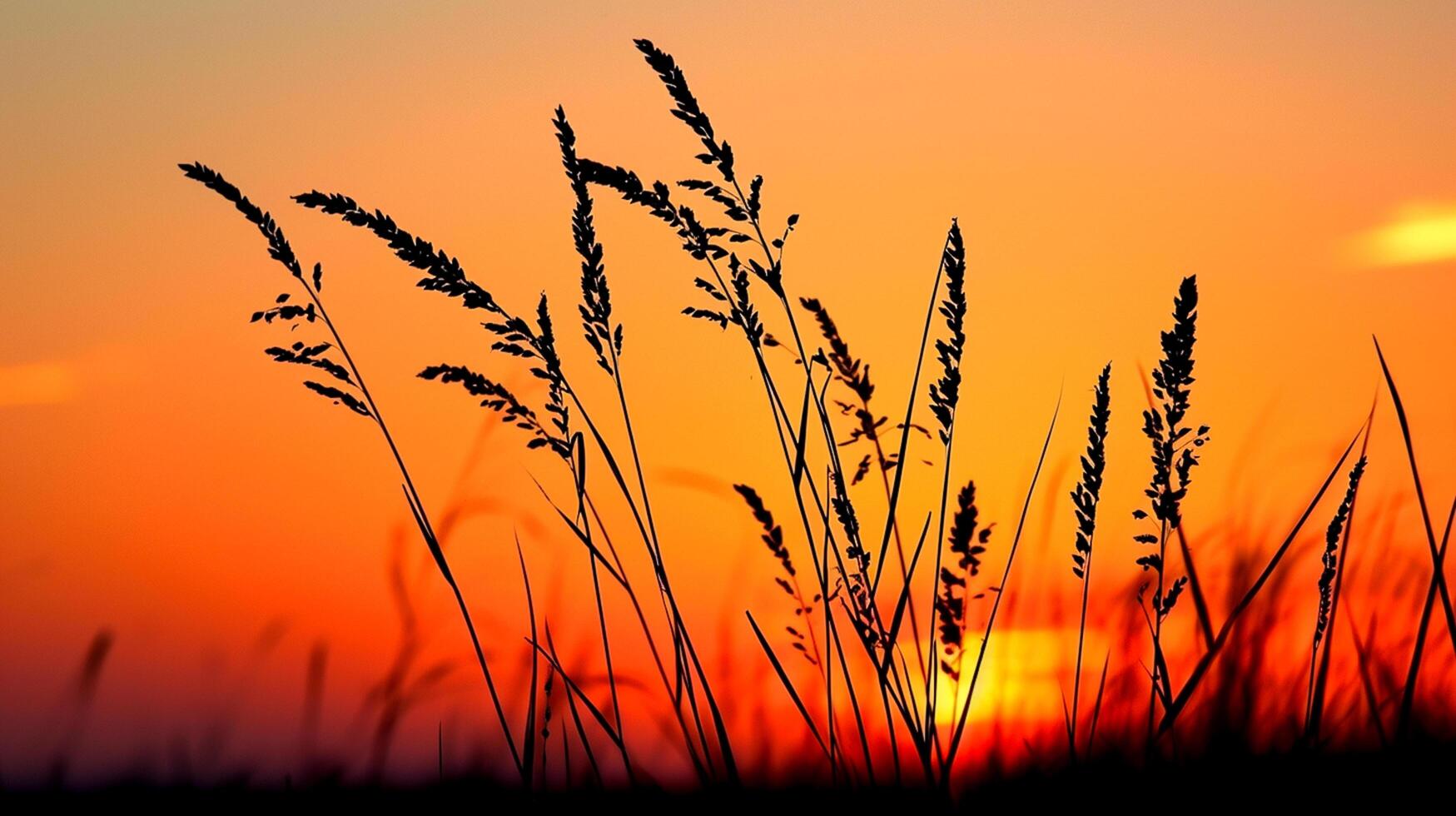 AI generated Photo of silhouetted wild grass against vibrant sunset. The sky deep orange near the horizon to lighter hue as it ascends, indicating the sun setting Ai Generated