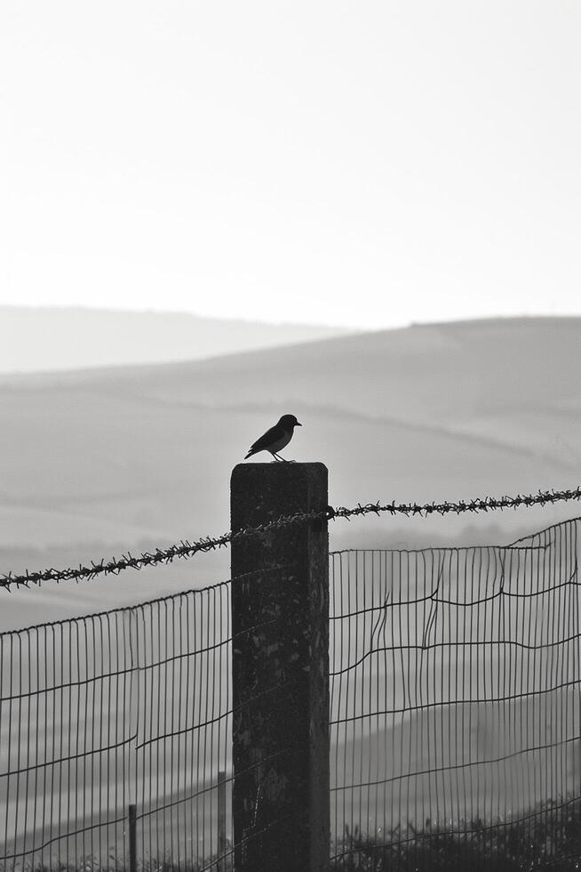 AI generated small bird is perched on one of the concrete posts supporting the fence Ai generated photo