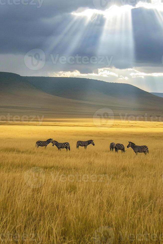 AI generated serene landscape where a group of zebras graze peacefully amidst tall, golden grasses Ai generated photo