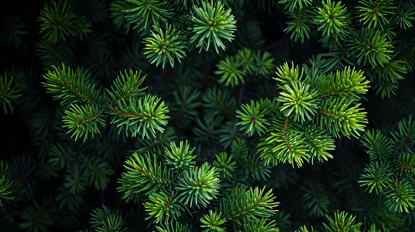 AI generated Photo of bright green pine needles set against dark, shadowy background. Ai Generated