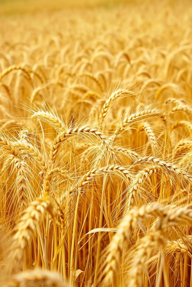 AI generated Photo golden field wheat indicating it is ripe and ready for harvest. Individual wheat stalks and grains are visible, showing detail and texture. Ai Generated