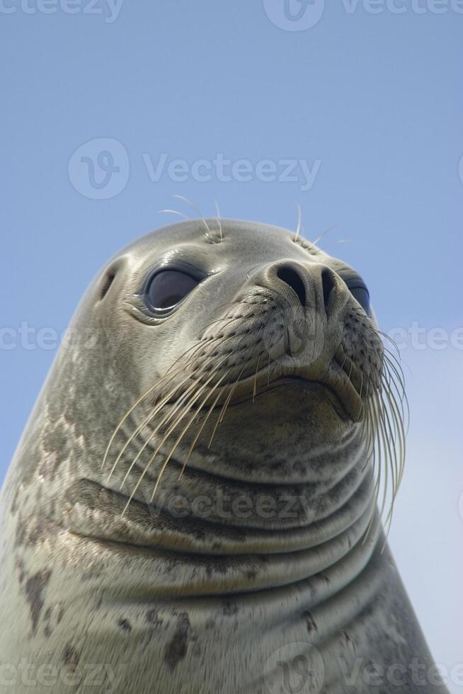 AI generated seal has smooth, grey skin with some visible textures and wrinkles Ai generated photo