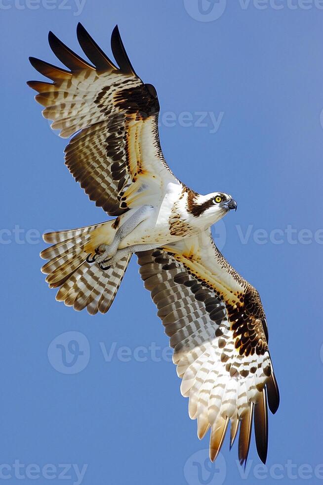 AI generated osprey in mid-flight, with its wings spread wide against a clear blue sky Ai generated photo