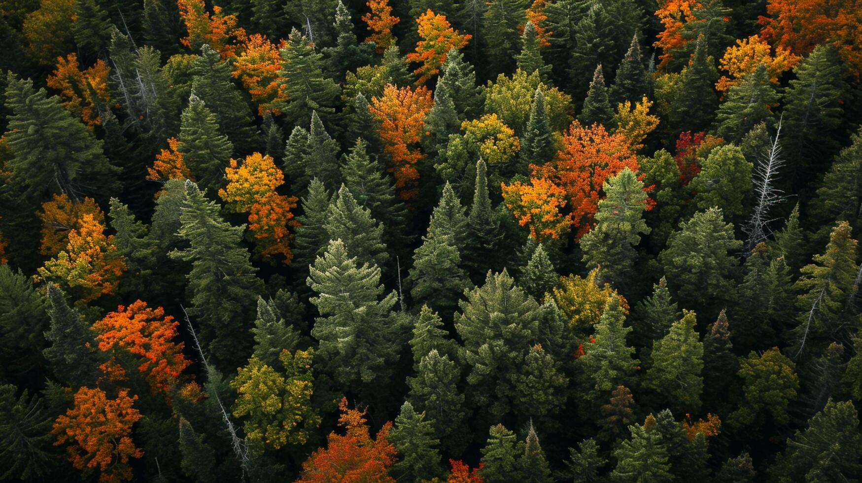 AI generated image captures dense forest from an aerial or elevated perspective. mix of evergreen and deciduous trees densely populate the forest Ai Generated photo