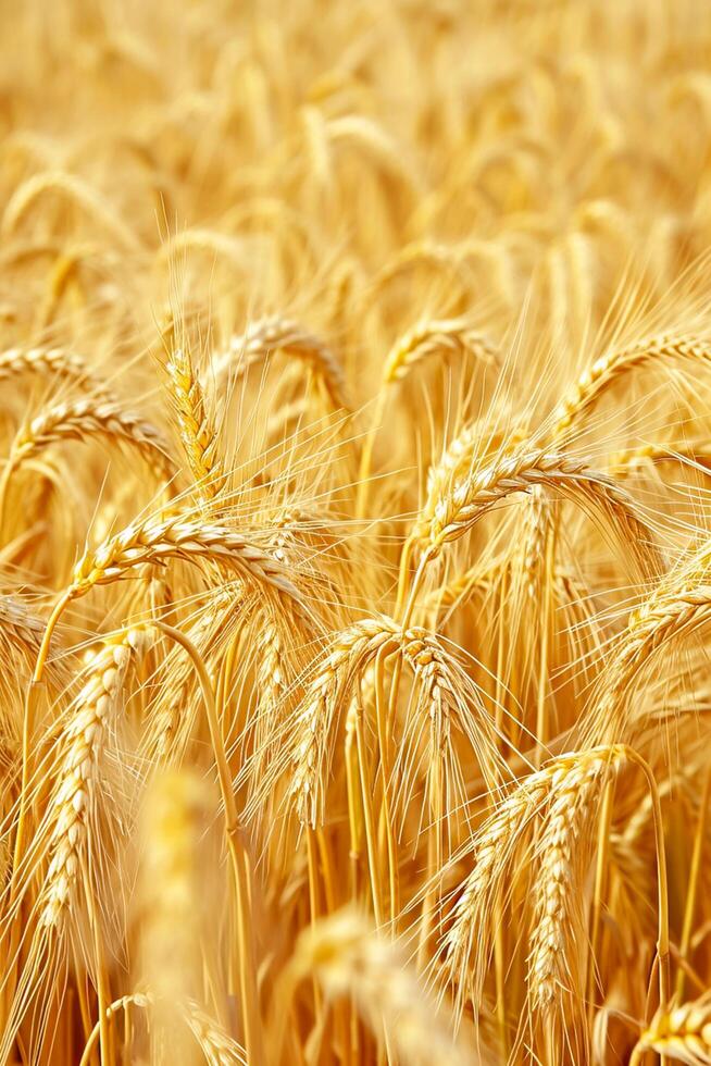 AI generated Photo golden field wheat indicating it is ripe and ready for harvest. Individual wheat stalks and grains are visible, showing detail and texture. Ai Generated